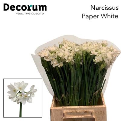 スイセン“ペーパーホワイト”