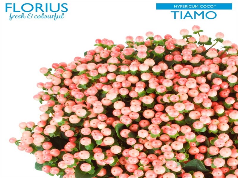 ヒペリカム（桃実）