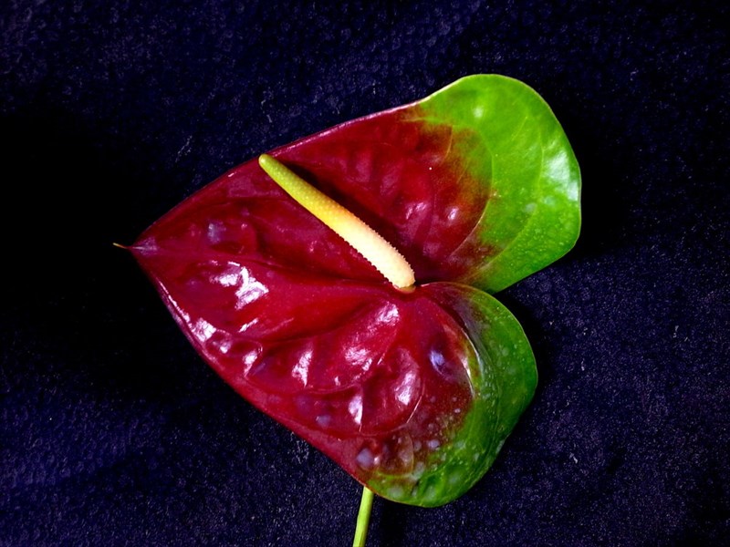 アンスリウム(赤)