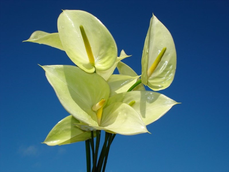 アンスリウム(グリーン)