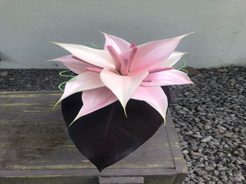 チューリップアンスリウム(ピンク)