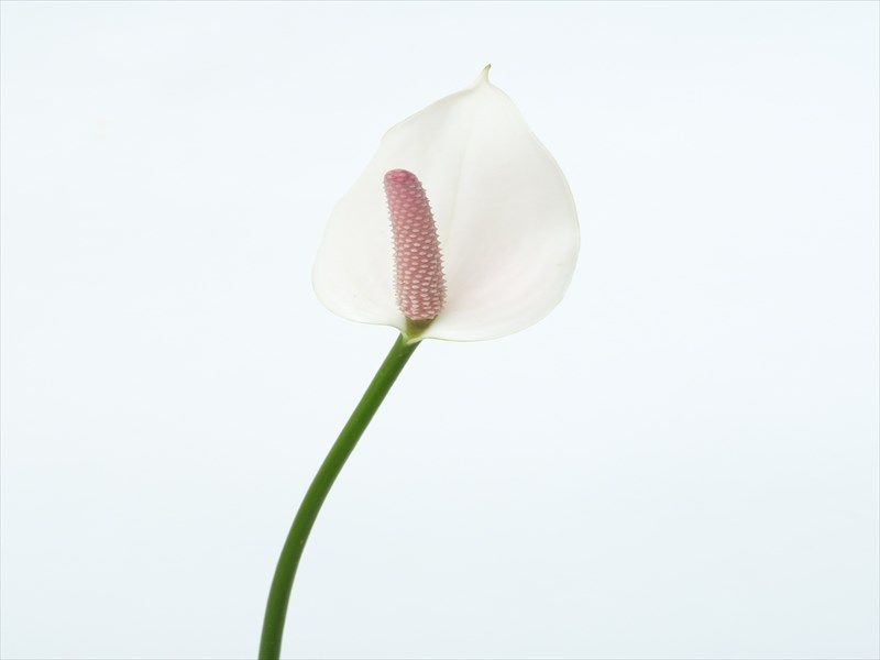 チューリップアンスリウム(白)