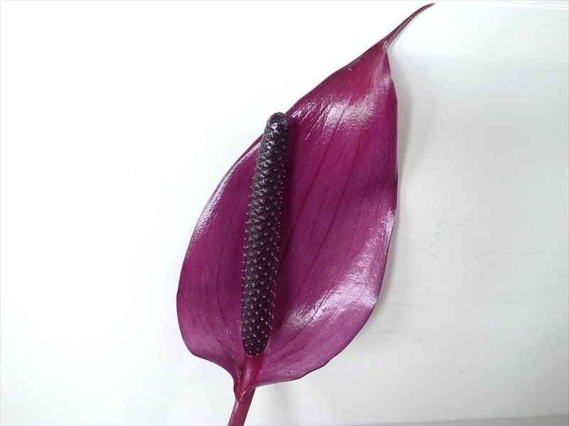 チューリップアンスリウム