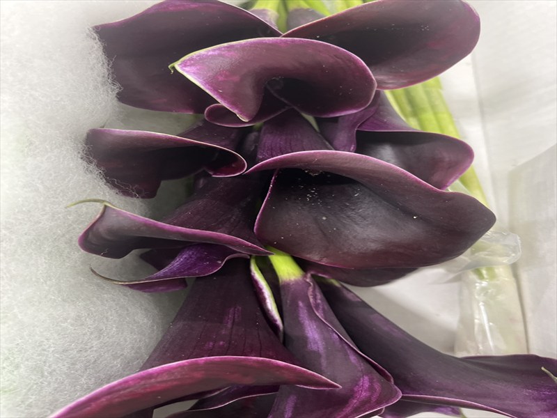 カラー“カンター”