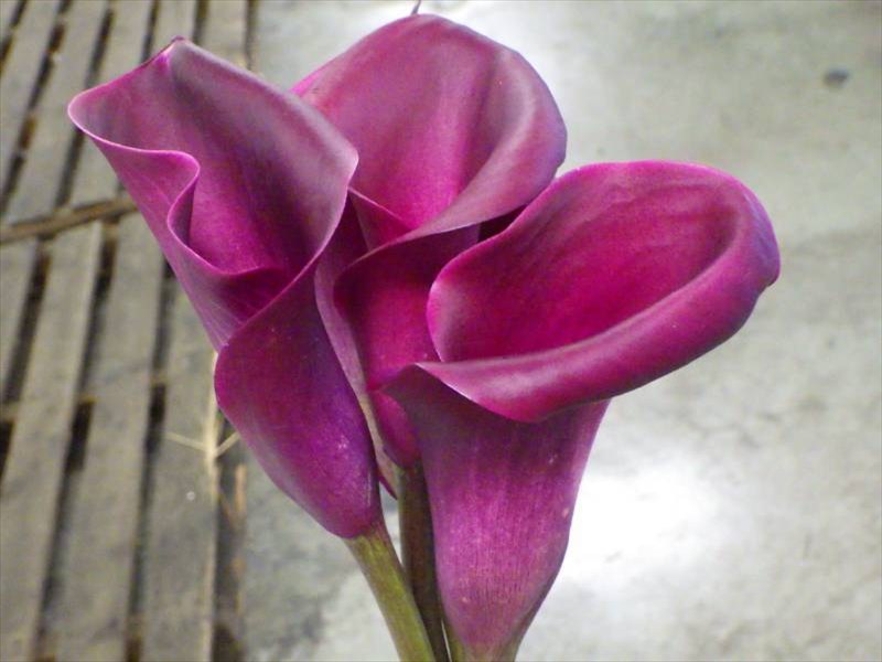 カラー“スマトラ”