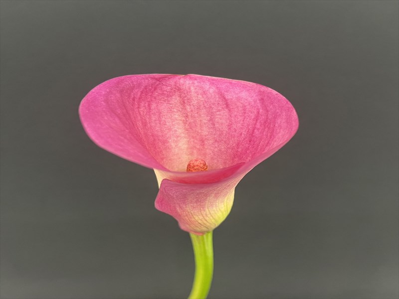 カラー（ピンク）