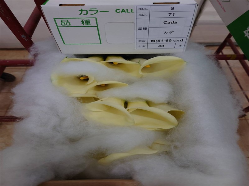 カラー（クリーム）