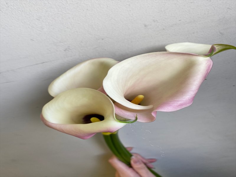 カラー（ピンク）