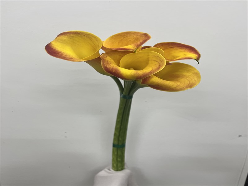 カラー（オレンジ）