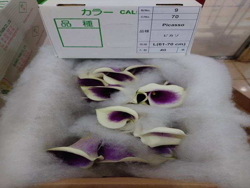 カラー“ピカソ”