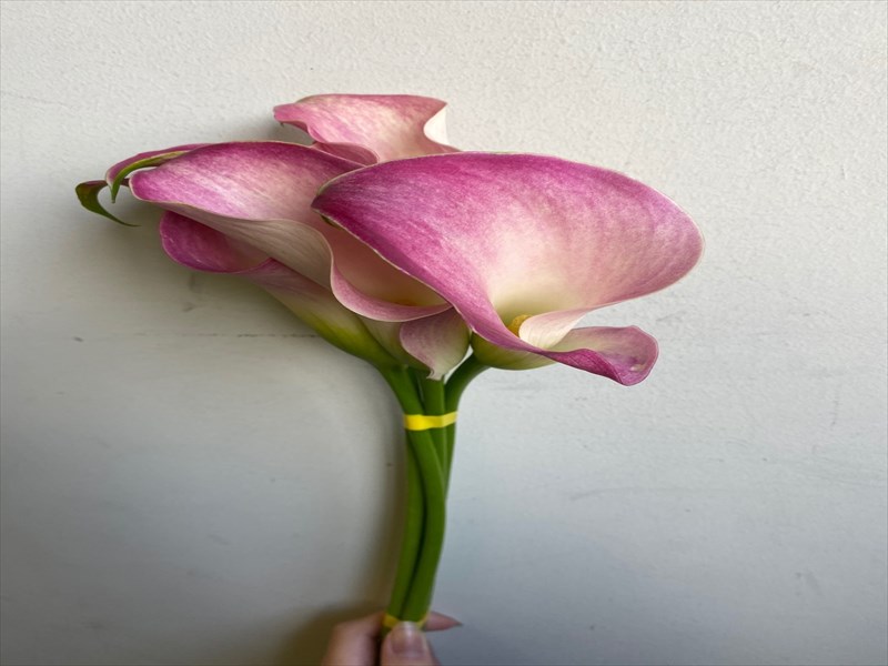 カラー（ピンク）