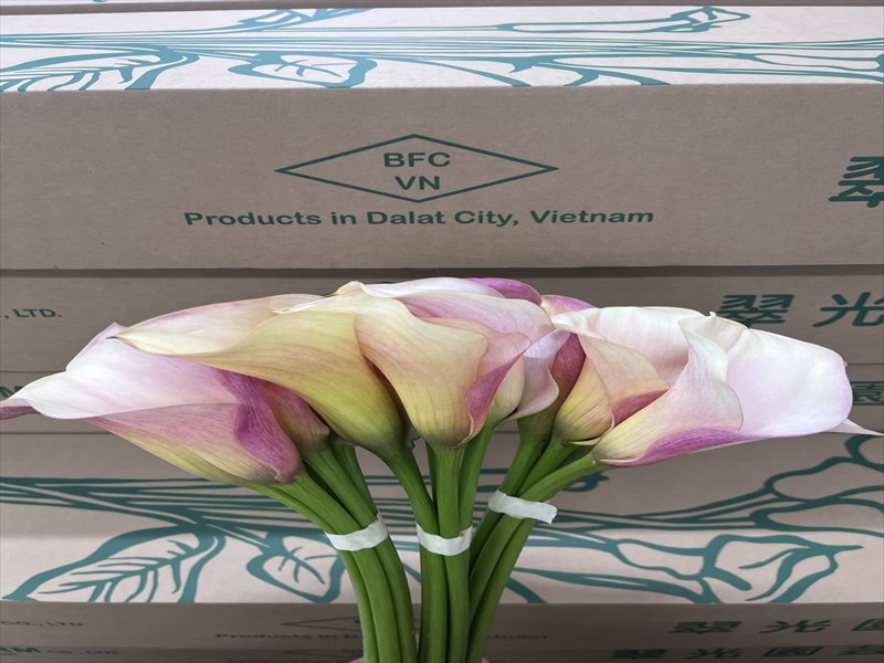 カラー（複色）