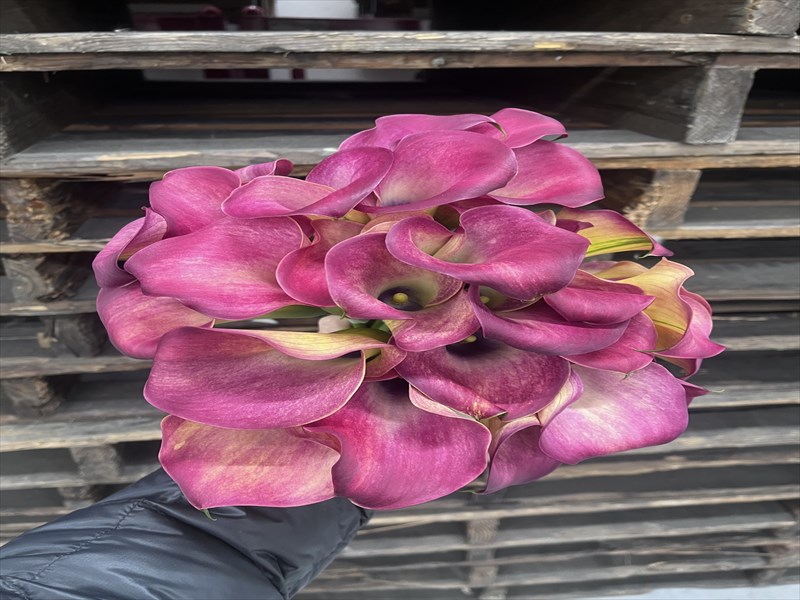 カラー“メルロット”