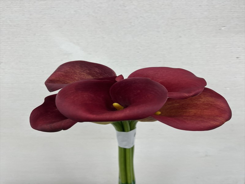 カラー（ピンク）