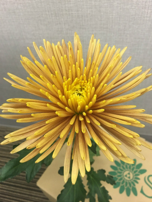 キク“カラフリア”