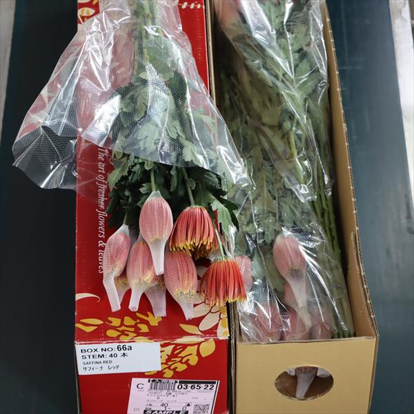 キク(スパイダー系)