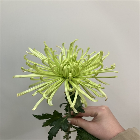 キク(スパイダー系)