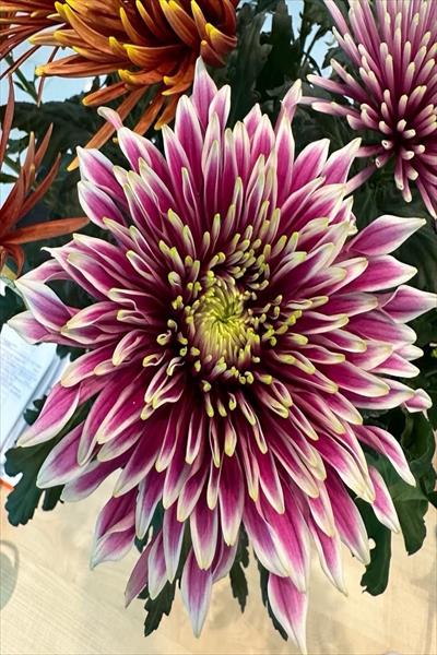 キク・複色“トゥーラシャルロッタ”