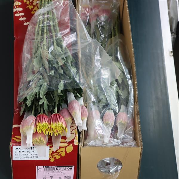 キク(スパイダー系)