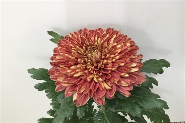 キク(ヨーロピアンスタンダード)