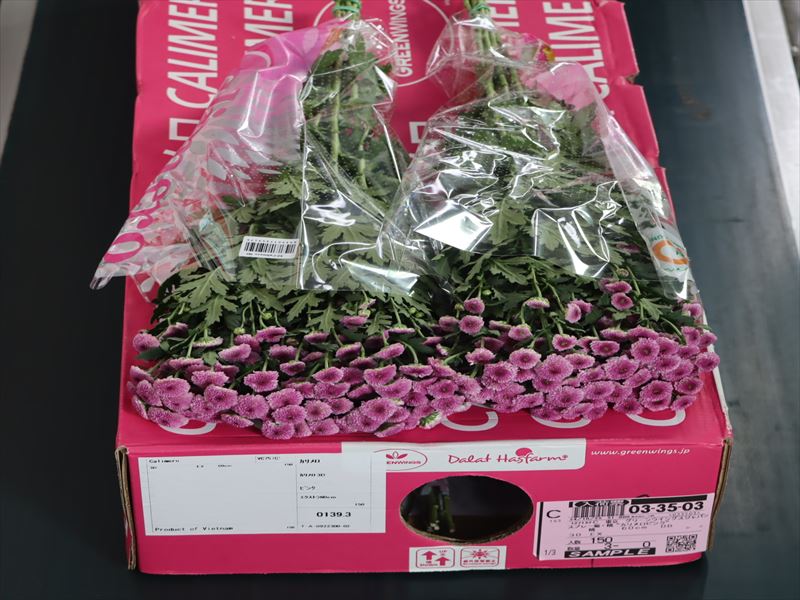 スプレー菊・桃“カリメロピンク”