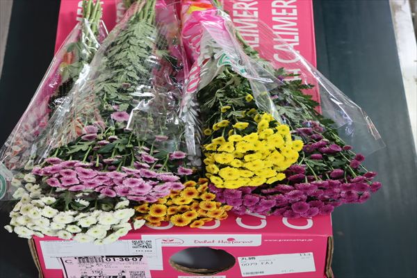 スプレー菊“カリメロ”