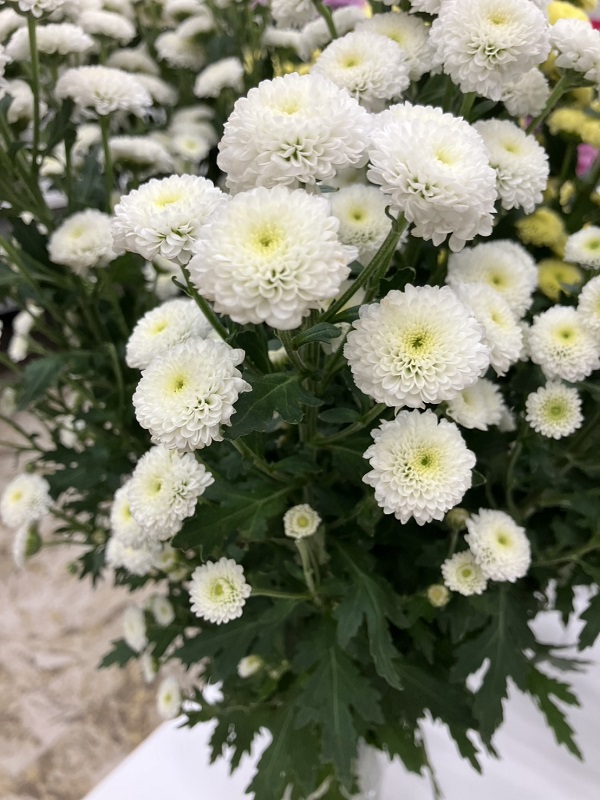 スプレー菊・白“カリメロスノー”