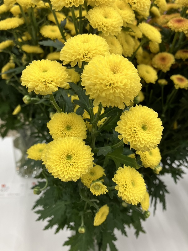 スプレー菊・黄“カリメロサニー”