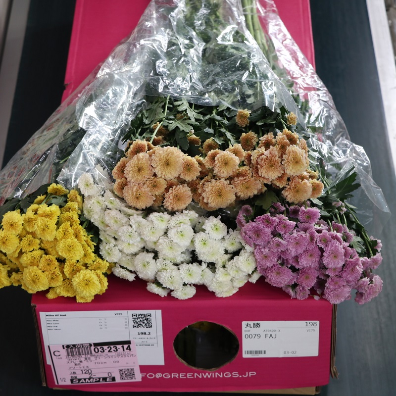 スプレー菊“ミラー”