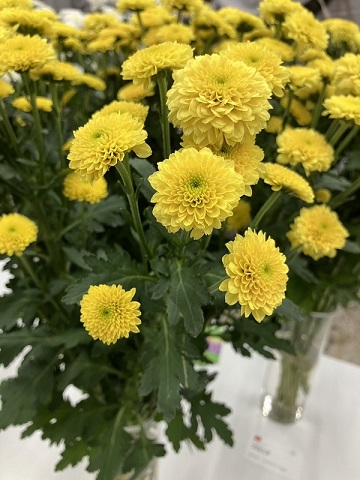 スプレー菊・黄“ミラーイエロー”