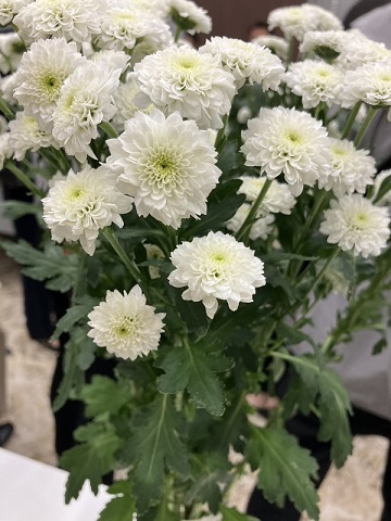 スプレー菊・白“ミラーホワイト”