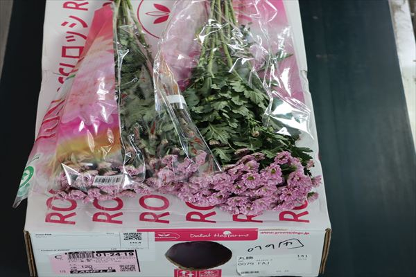 スプレー菊・桃“ロッシピンク”