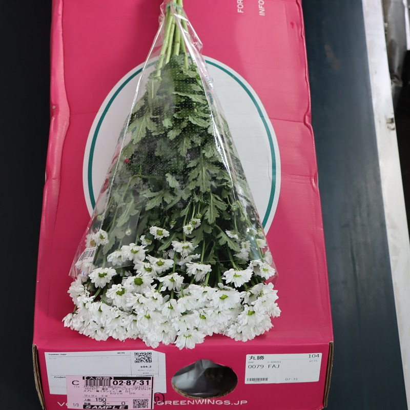 スプレー菊(サンティニ系 白)