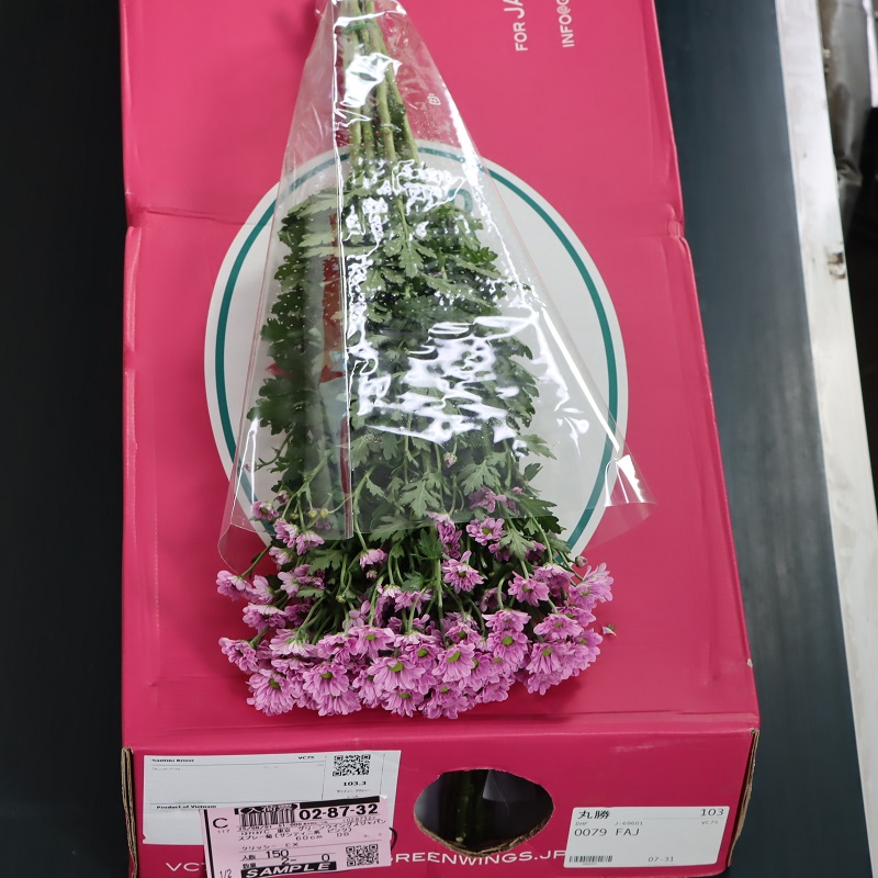 スプレー菊(サンティニ系 ピンク)