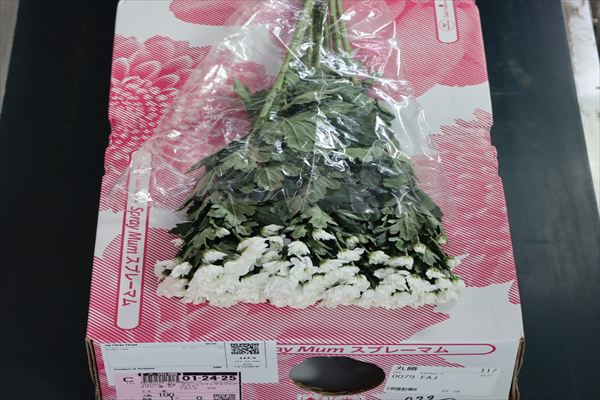 スプレー菊・白”フロイド”