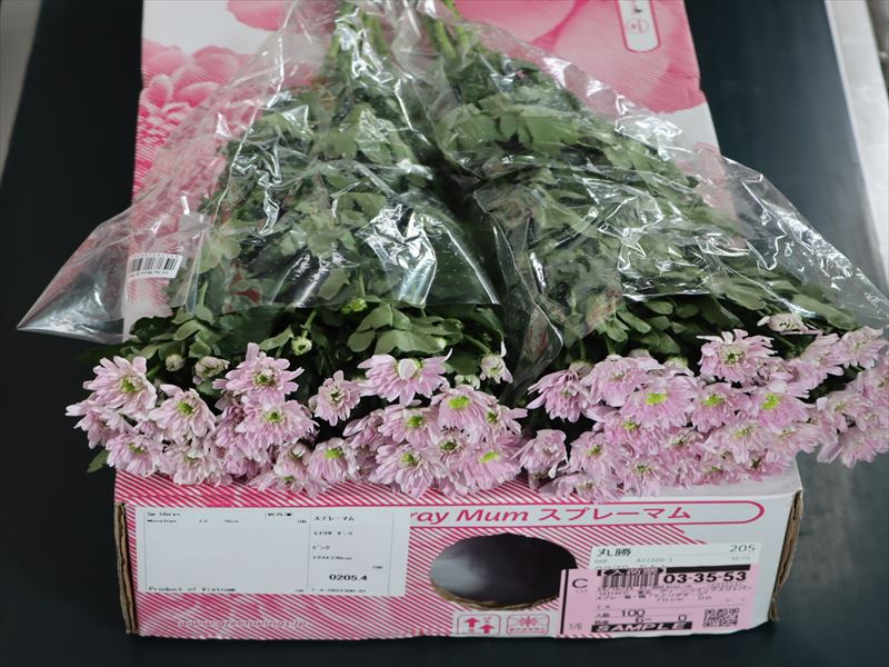 スプレー菊・桃“モナリザダーク”