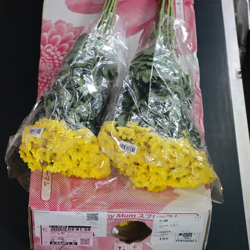 スプレー菊(黄)