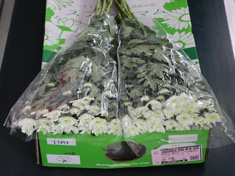 スプレー菊・白“ボニータ”