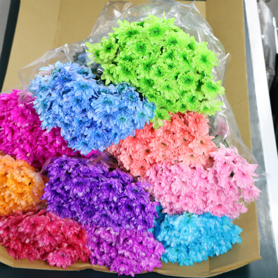 スプレー菊（染）