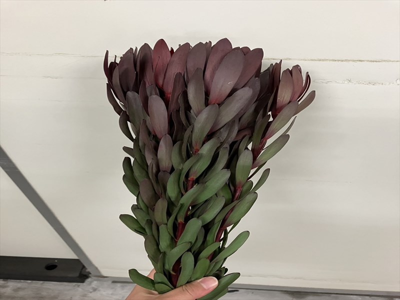 リユーカデンドロン