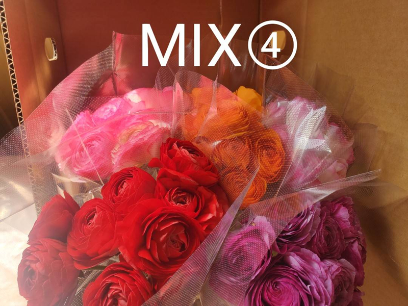 ラナンキュラス