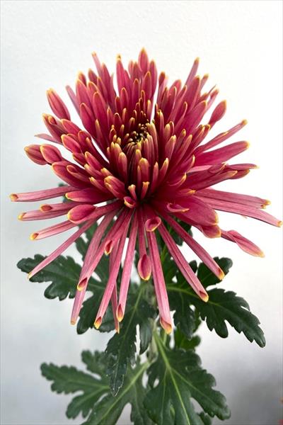 キク（スパイダー系）