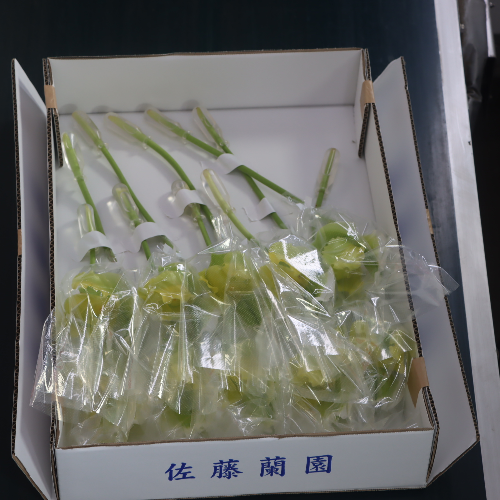 パフィオペディルム