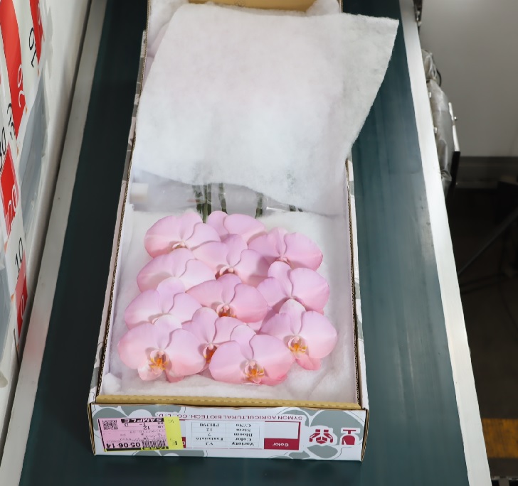 フアレノプシス