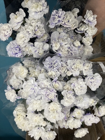 スプレーカーネ