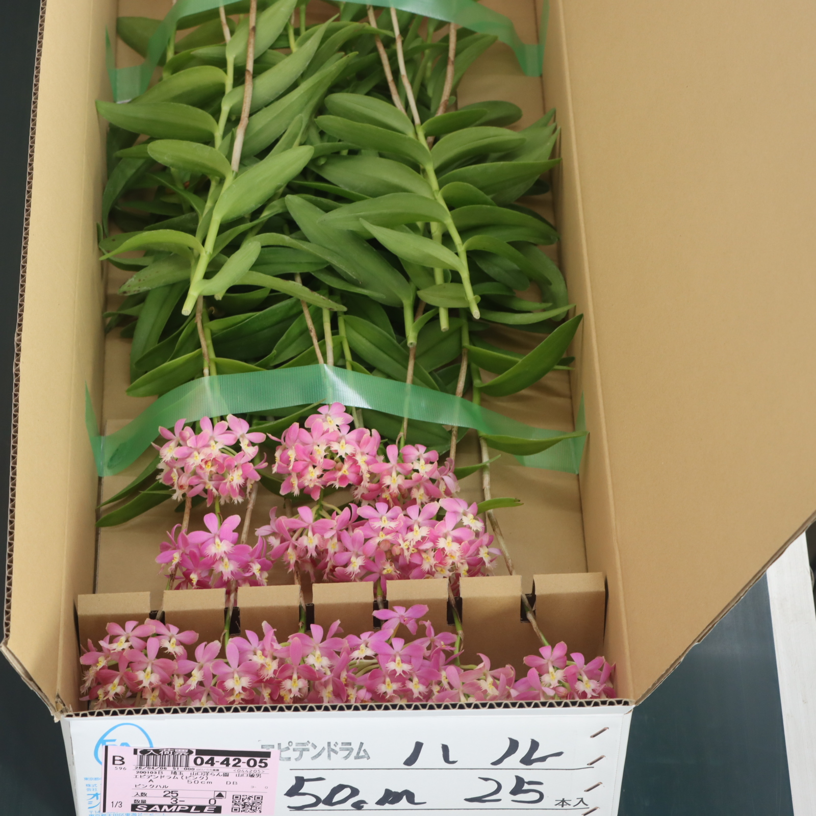 エピデンドラム