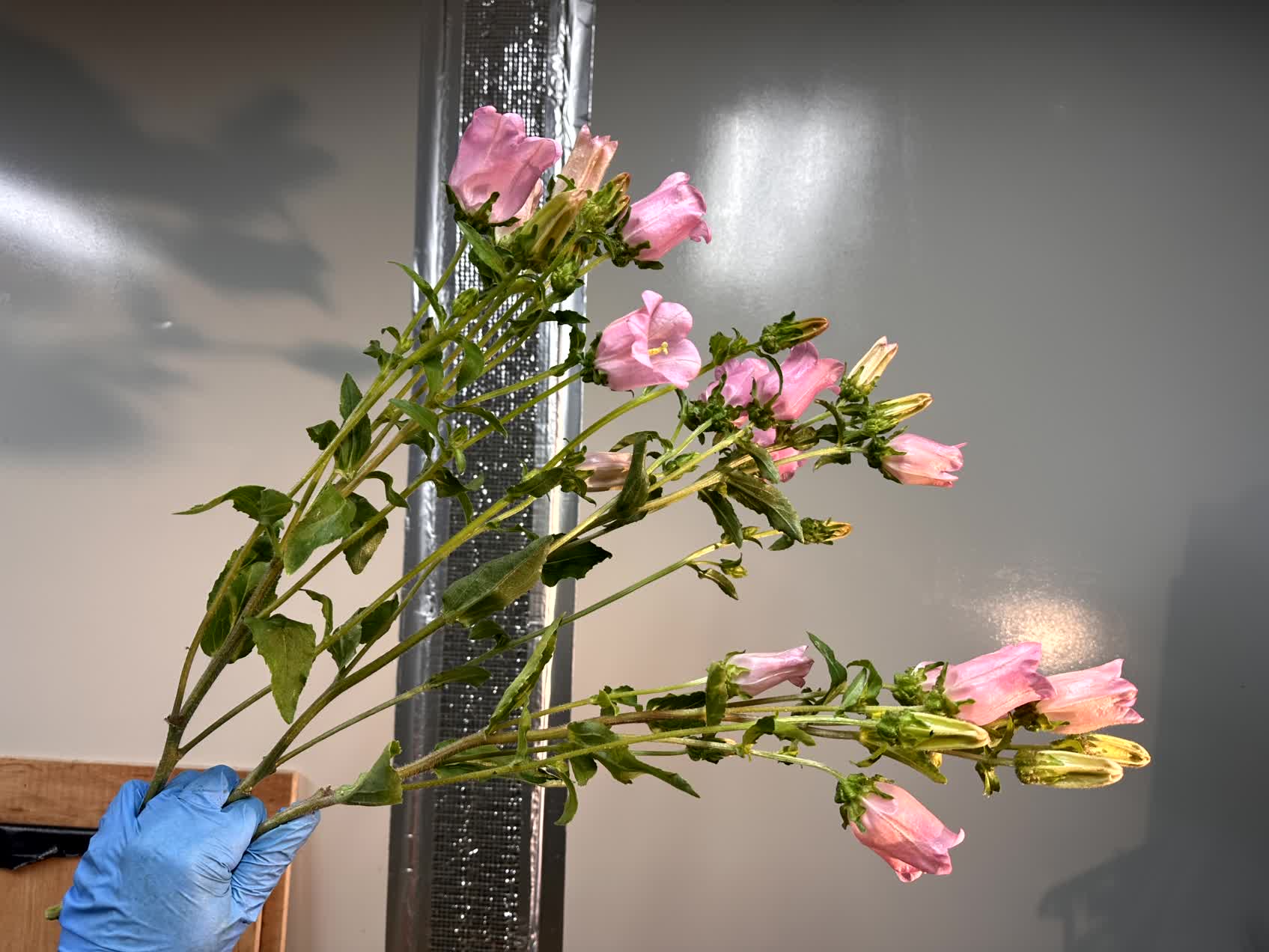 カンパニュラ メジウム