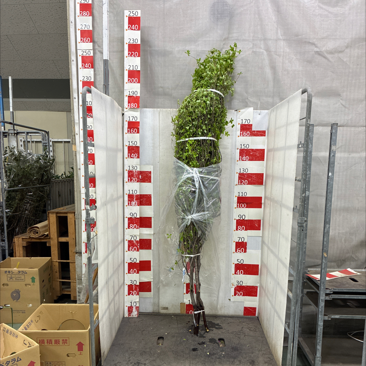 ドウダンツツジ