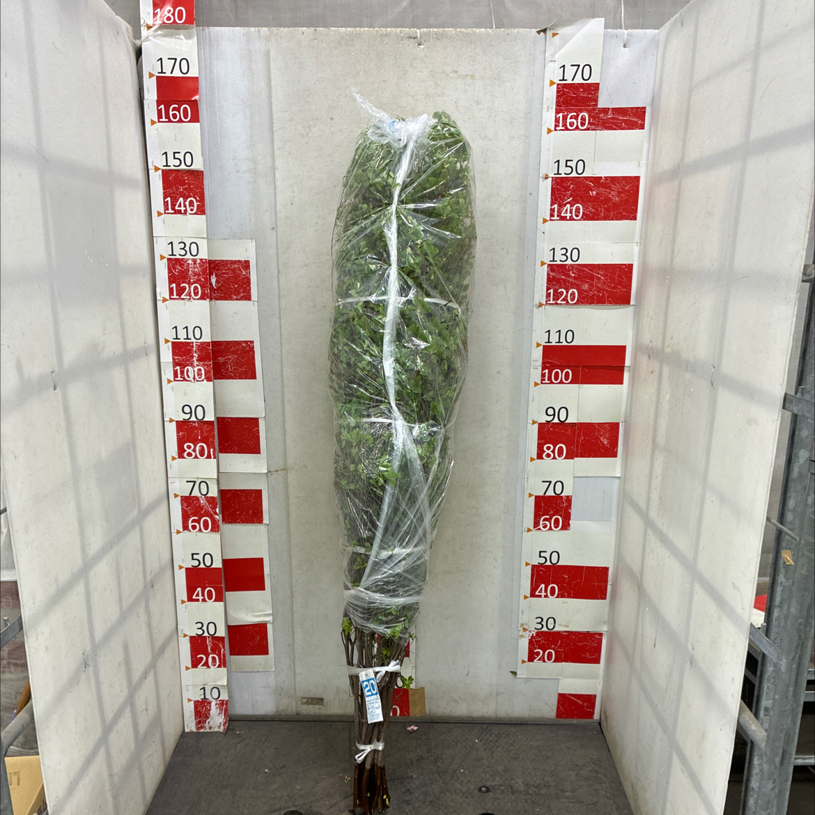 ドウダンツツジ