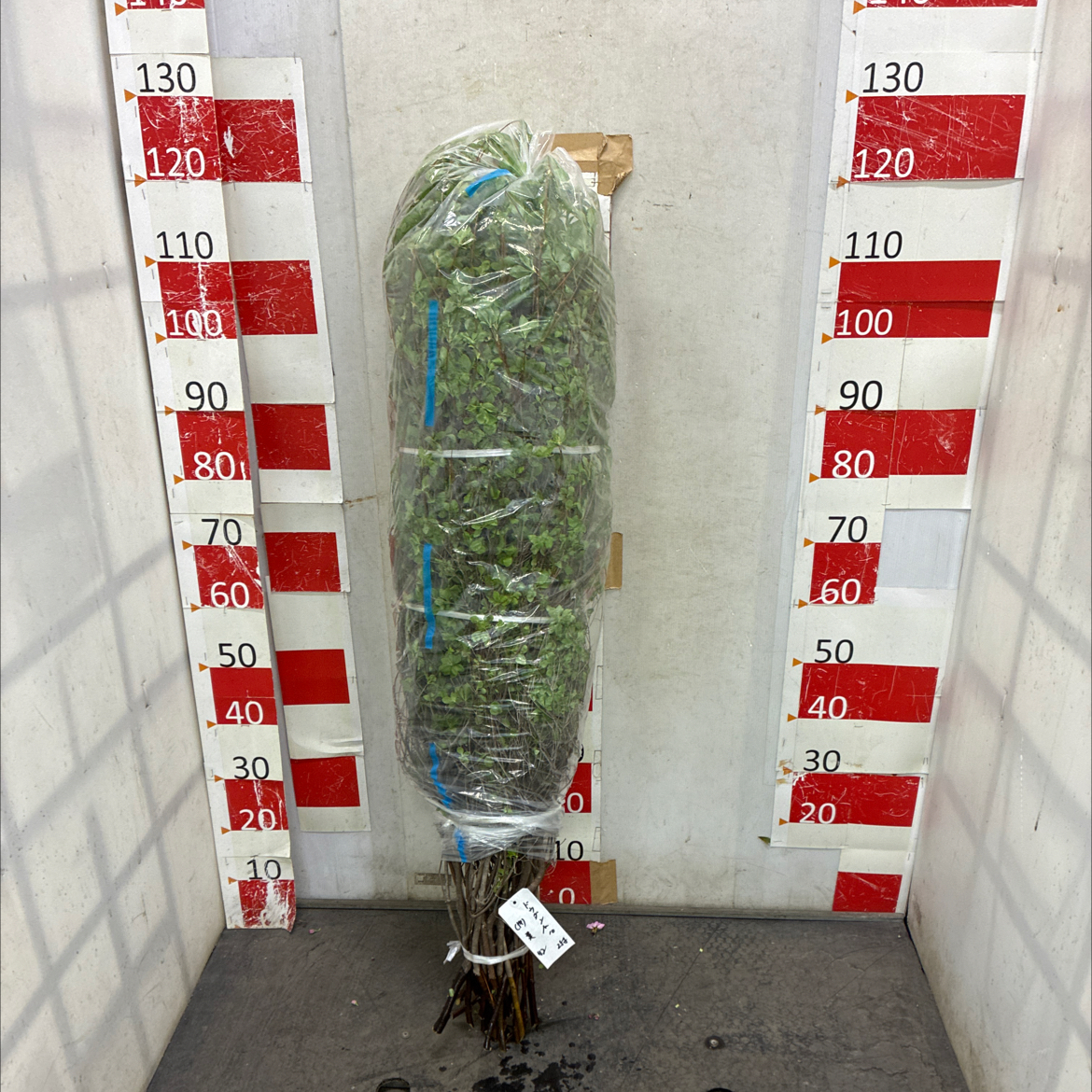 どうだんつつじ